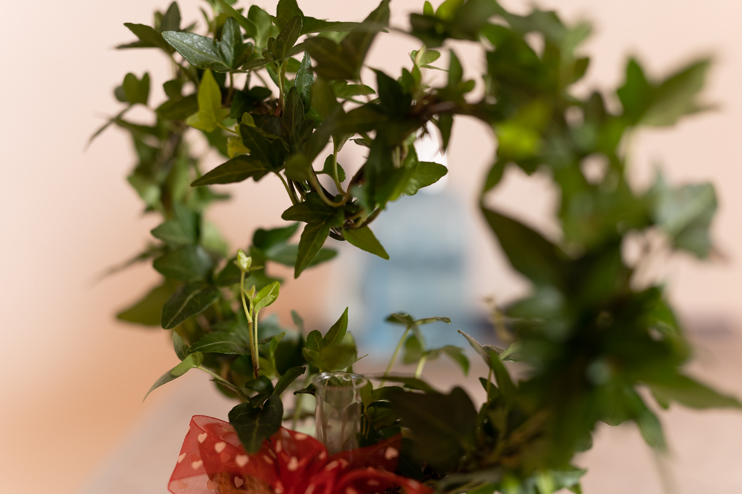 Plante décorative du salon esthétique